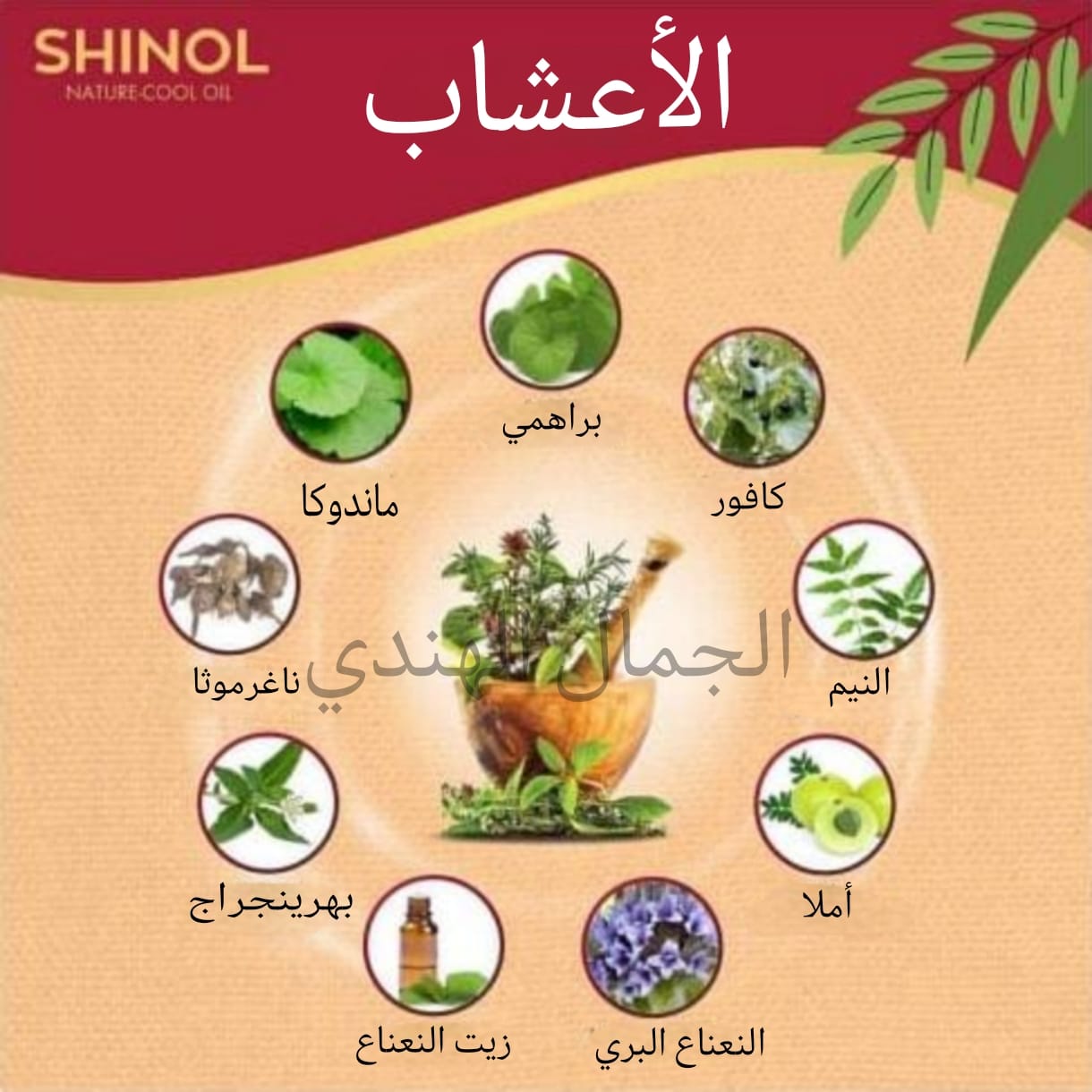 زيت شينول البارد ❄️🧊 - الصورة 3